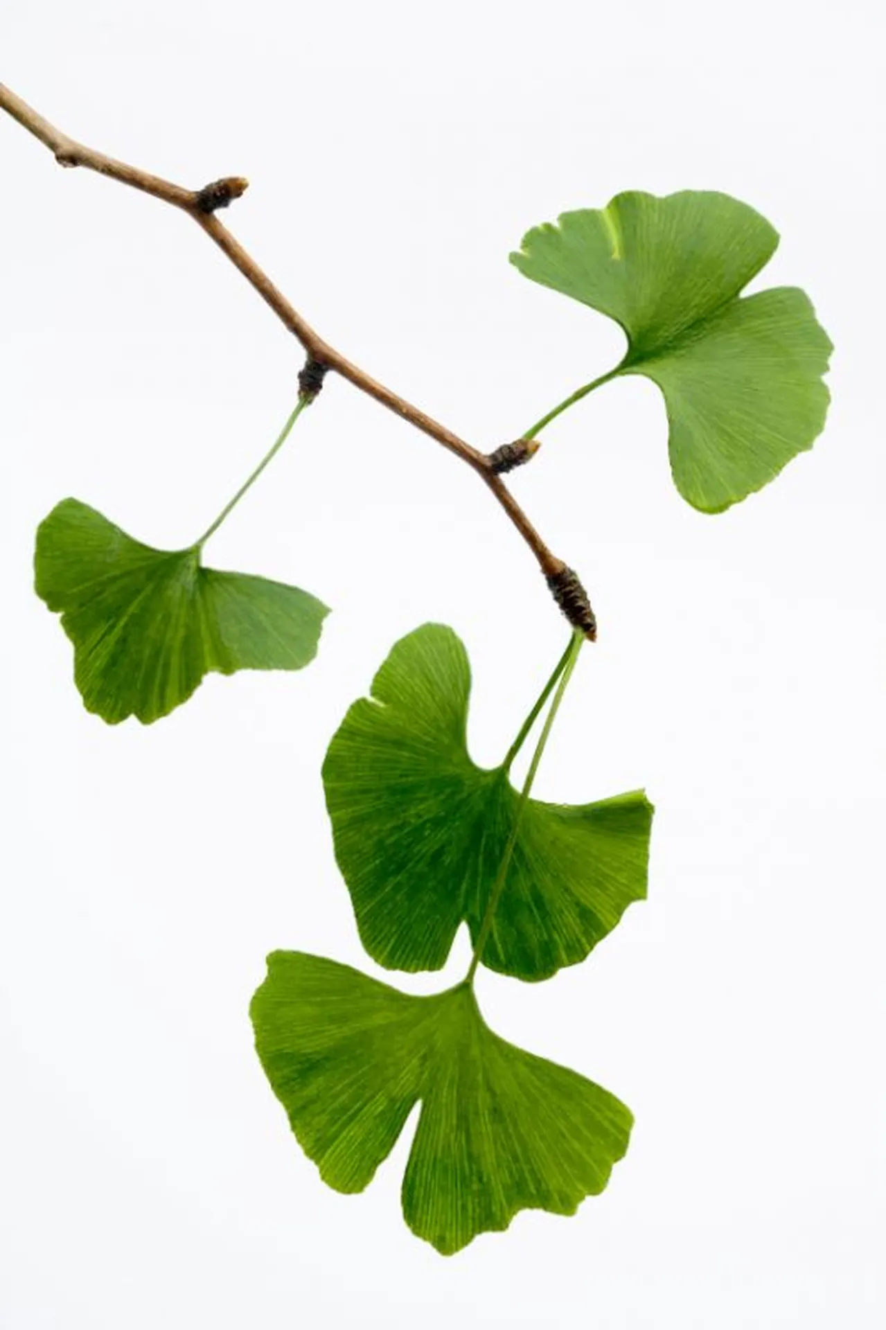 ginkgo biloba feuille bio