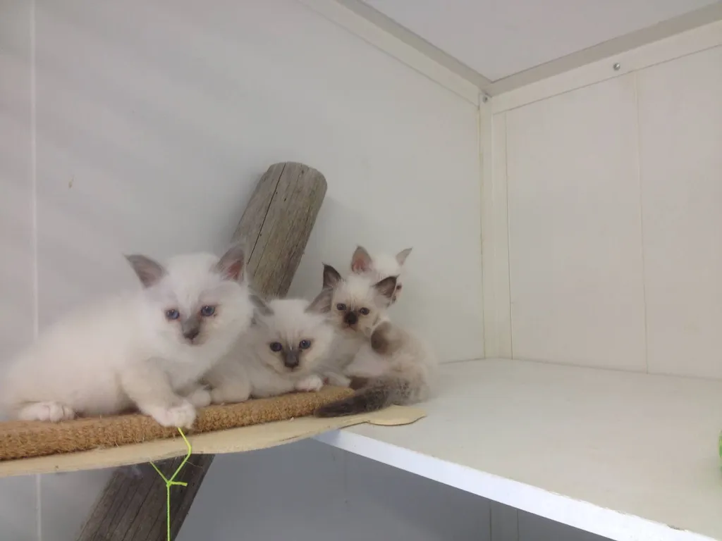 Vente de Chatons Sacrés de Birmanie au LOOF à Avignon