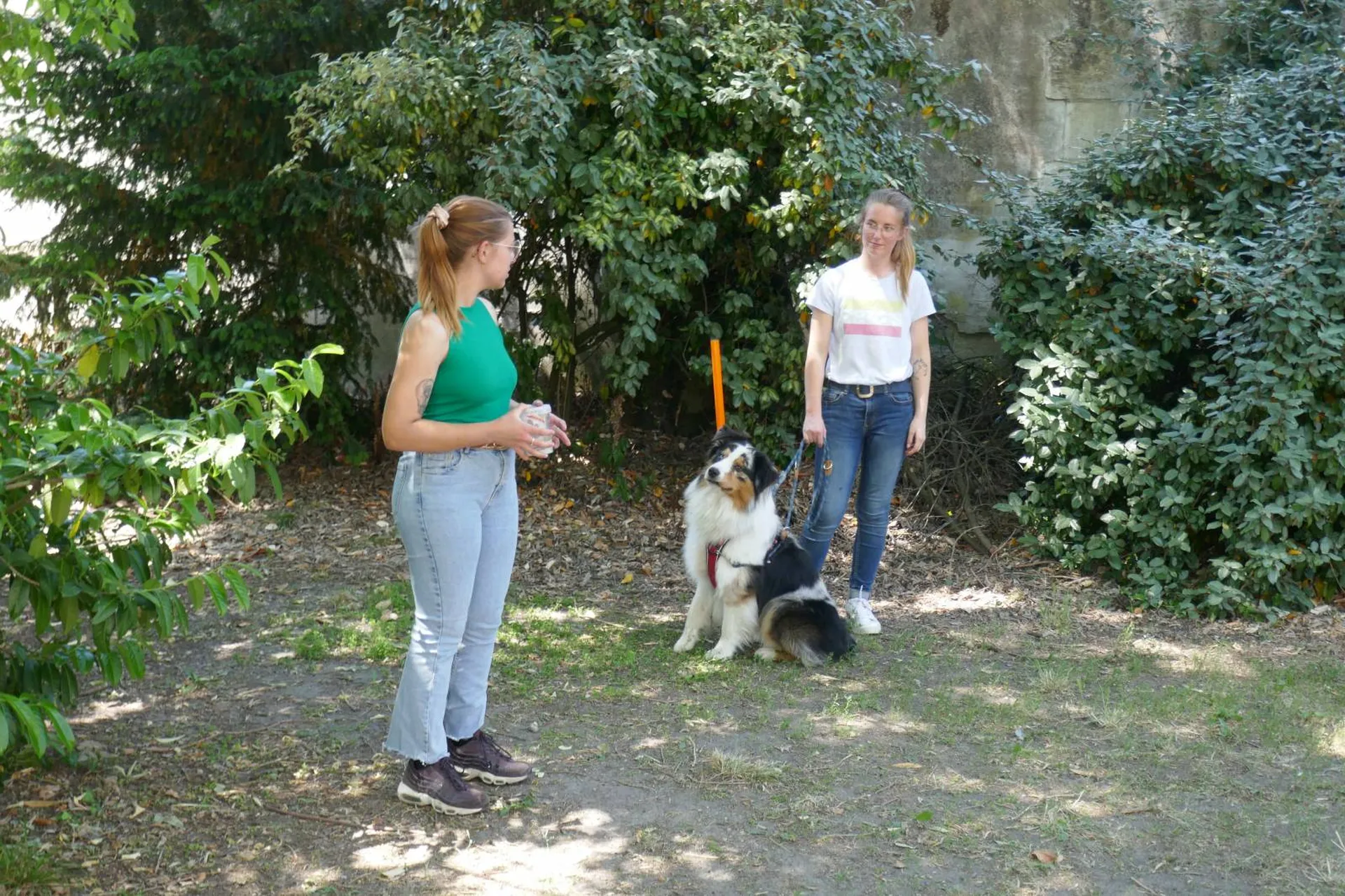 formation profesionnelle éducateur canin en presentiel
