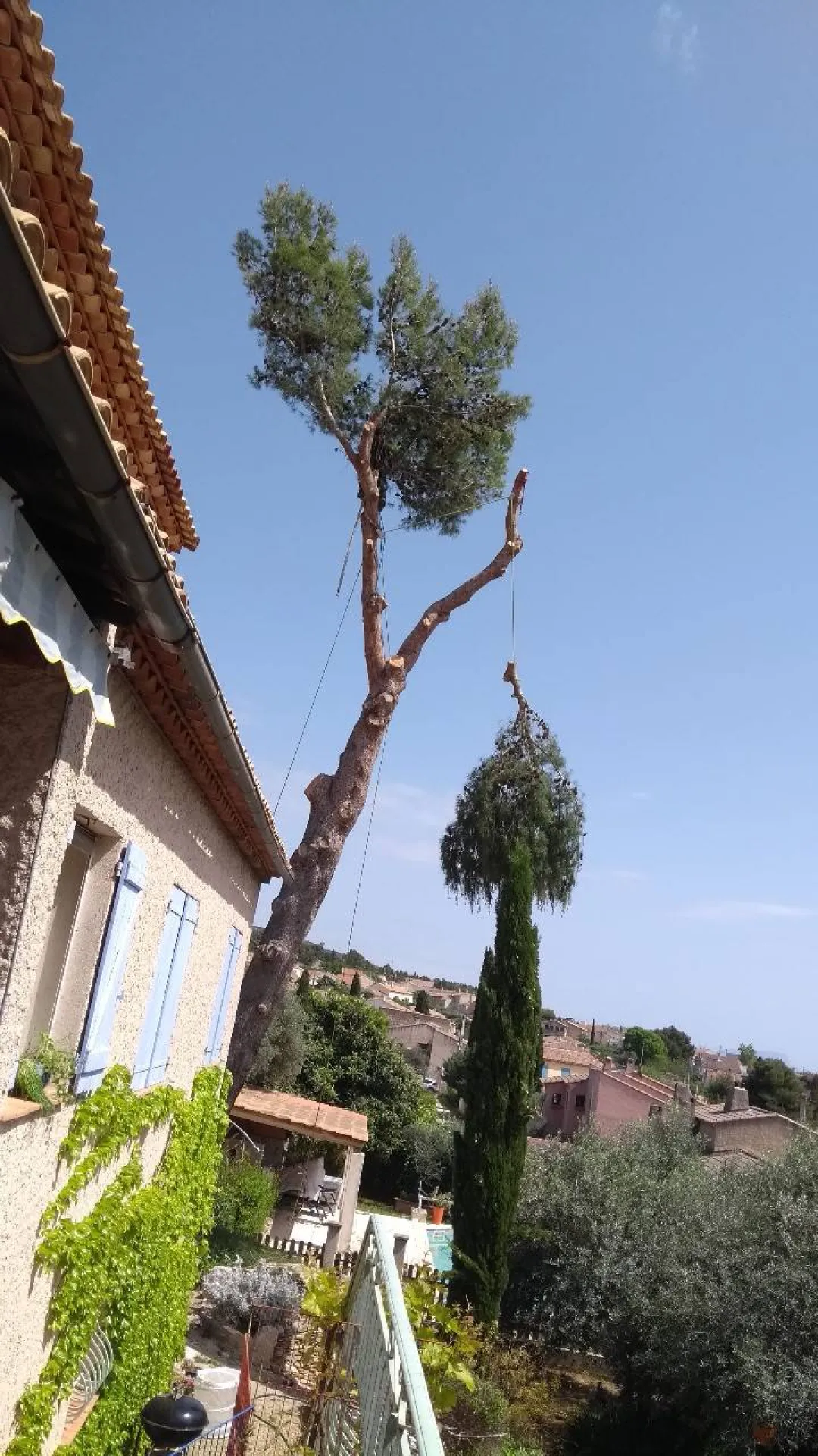 professionnel de l'élagage à aix en provence