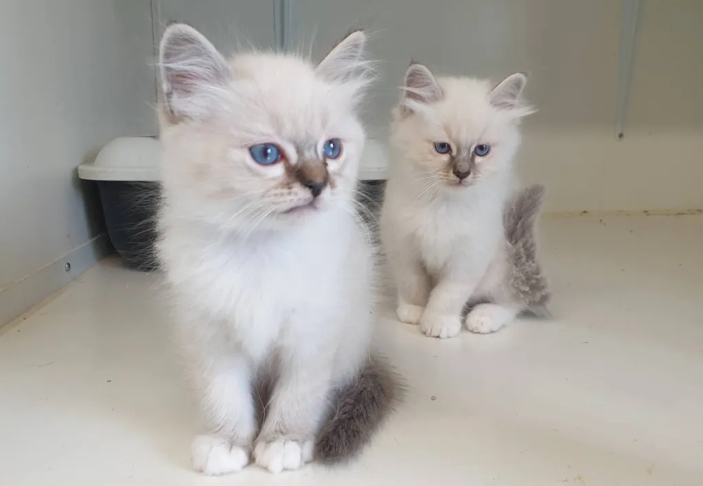 Chatons Sacrés de Birmanie au LOOF de l'élevage du palais des papes à Avignon