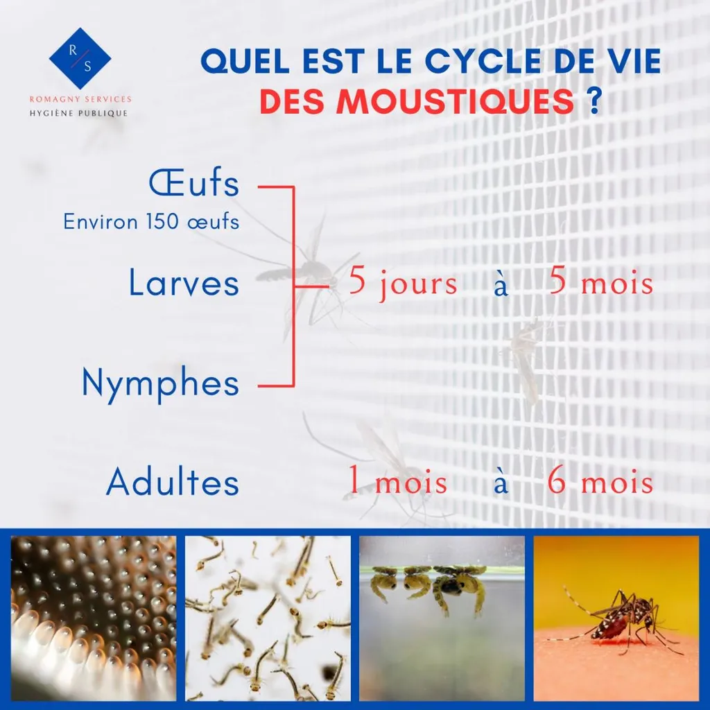 cycle du moustique