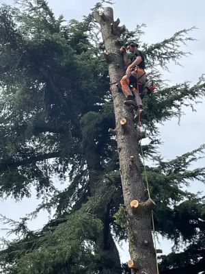 Entreprise spécialisée dans l'abattage d'arbre par démontage vers Villeneuve les Avignon (Gard)