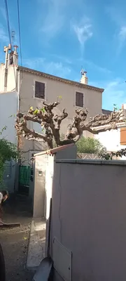 Élagage d'un mûrier platane à Marseille Mazargues 13009