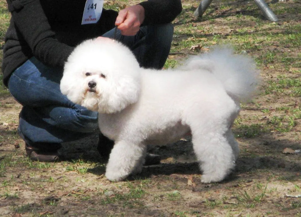 BICHON FRISE ELEVAGE DU PALAIS DES PAPES