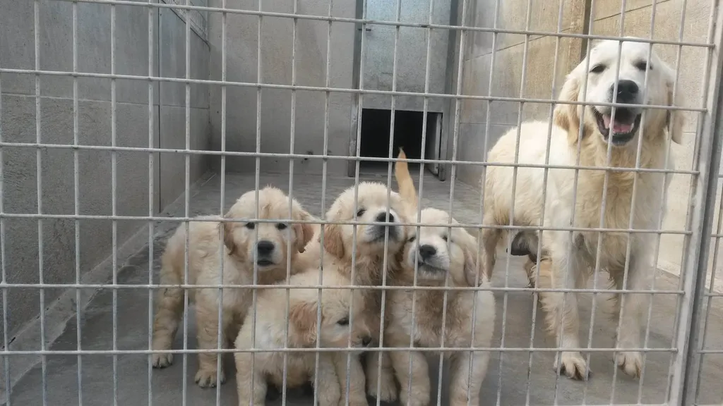 Chiots GOLDEN RETRIEVER à vendre en France de l'élevage du Palais des Papes
