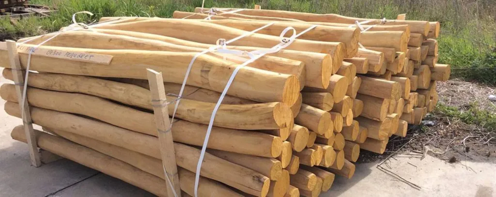 Robinier au faux acacia 