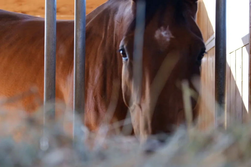 tarif communication animale à lyon