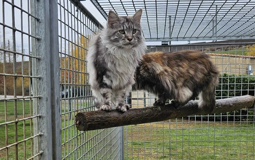 Chatons à réserver – Portée du 16 avril 2026 (1 mâle roux, 4 femelles écaille et crème)