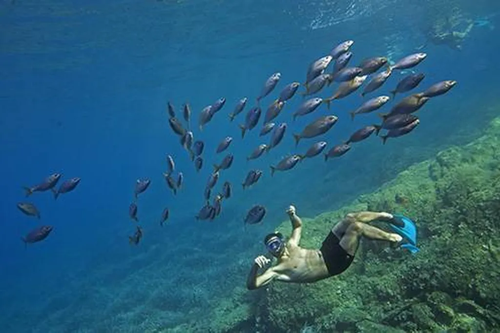Snorkelling and swimming in Porquerolles