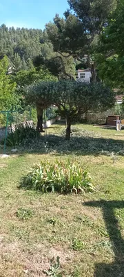 Taille d oliviers à Vaufreges 9ème à Marseille. 
