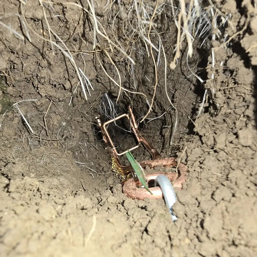 Piégeage des taupes à Lyon, Villefranche-sur-Saône et alentours : une solution écologique et efficace