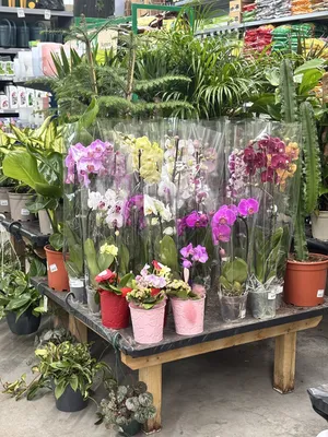 Trouver des plantes intérieures pour la décoration d'un appartement au Havre 76