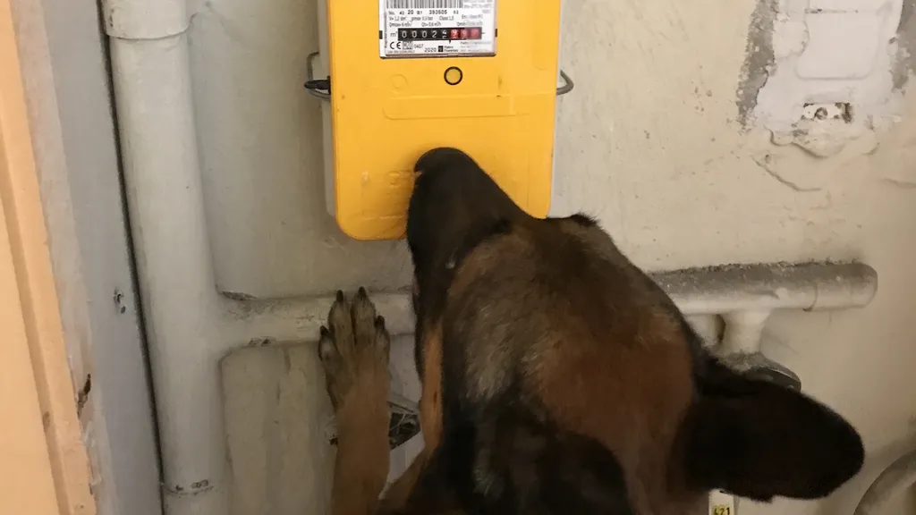 Détection des parties communes par les chiens renifleurs de canem detect d'un immeuble rénové à saint-denis
