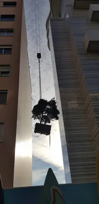 Grue qui lève arbre bonsai à Monaco