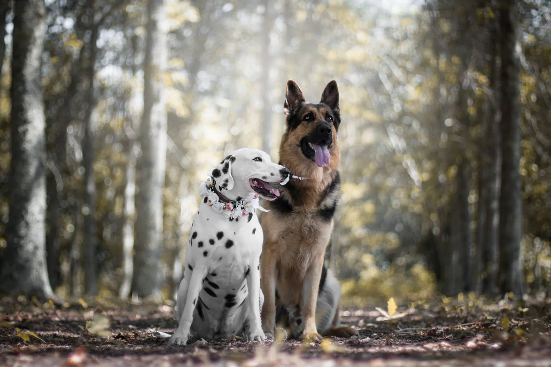 Berger allemand et dalmatienne