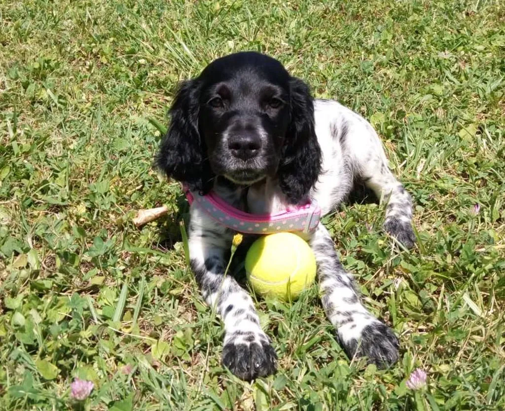 EPAGNEUL BRETON  CHIOTS L.O.F. à Avignon
