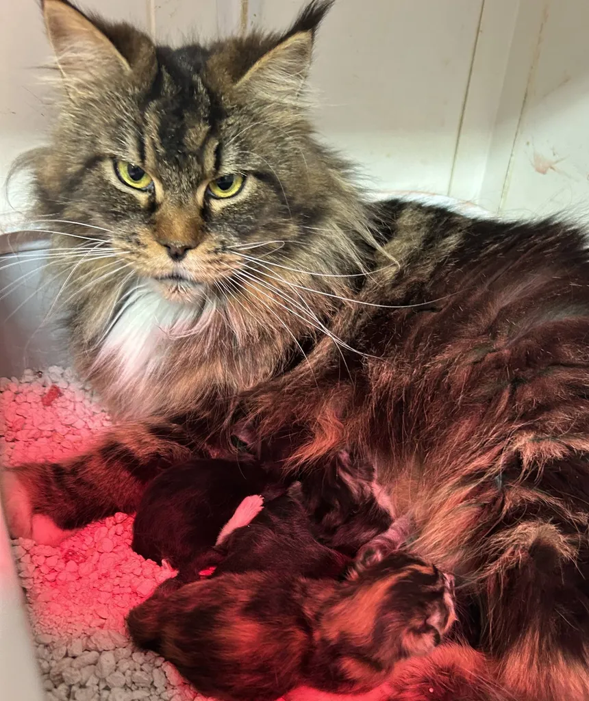 CHATONS MALES ET FEMELLE MAINE COON A ACHETER INSCRIT AU LOOF DANS LE VAUCLUSE