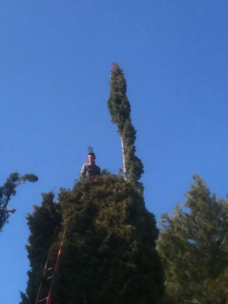 Elagage d'un Cyprés de Provence par le paysagiste Rouvier Romain.