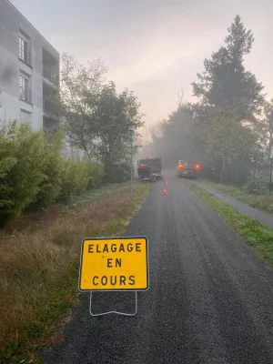 Abattage d'un acacia à Saint Médard en Jalles