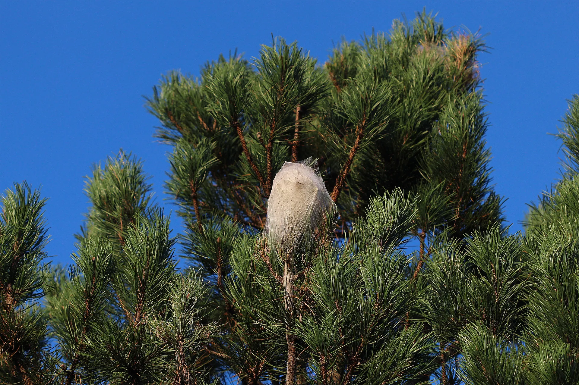 Traitement anti-cafards unité d'Habitation de Firminy - Le Corbier