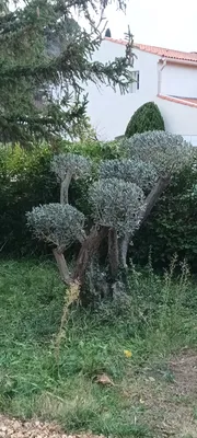 Taille d'un jardin à vaufreges 9ème à Marseille. 