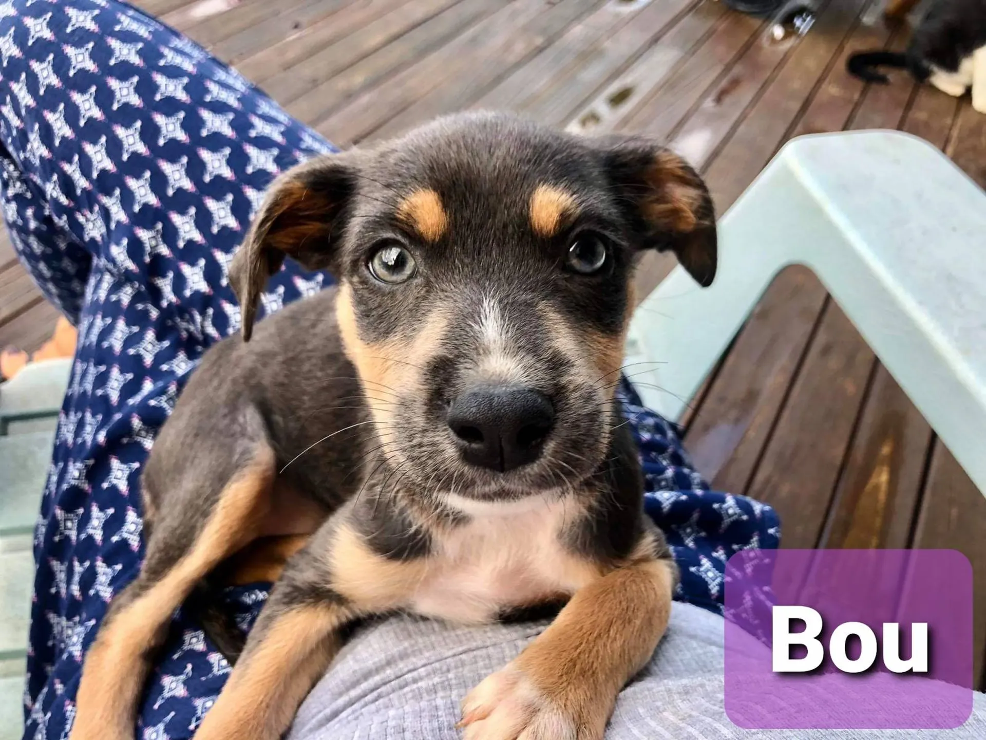 Cours d'éducation pour chiot Bordeaux et ses alentours Pessac et Biganos