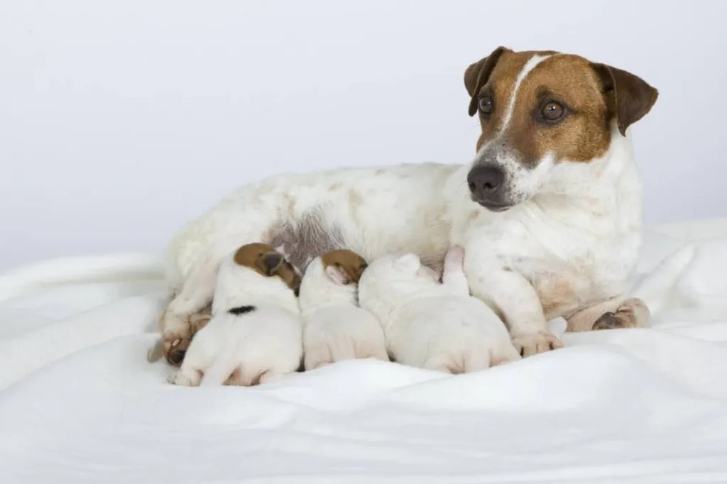 JACK RUSSELL TERRIER L.O.F.  portée de JUMP et GALACK