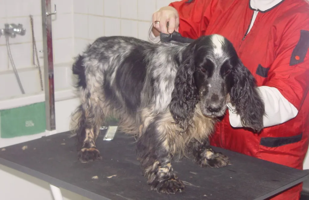 Toilettage pour chien dans le Vaucluse