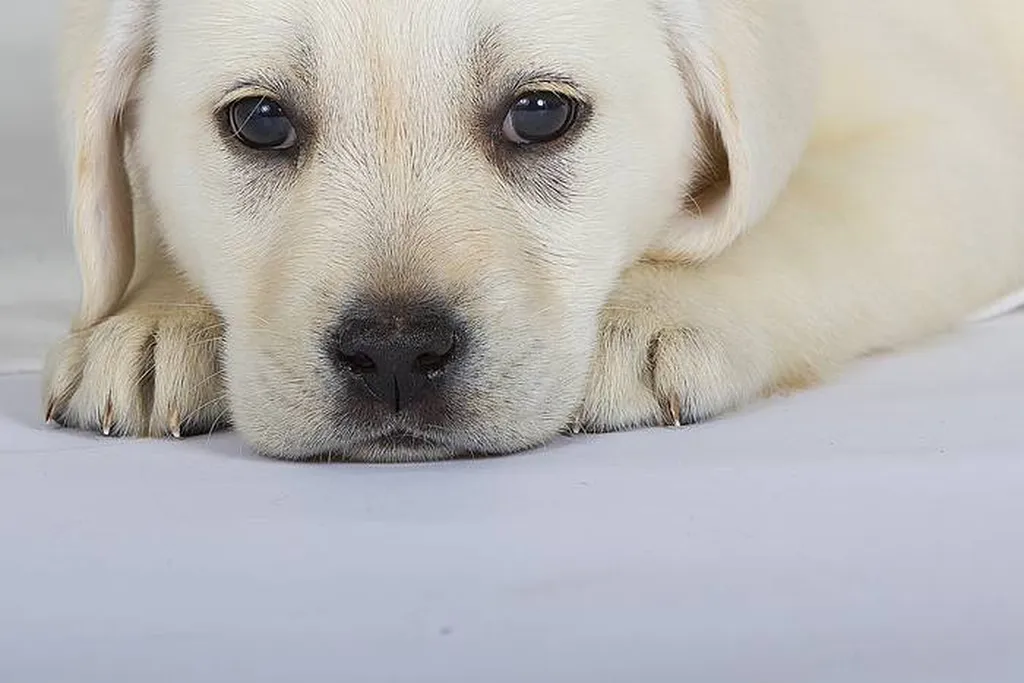 Le museau de cet adorable petit labrador