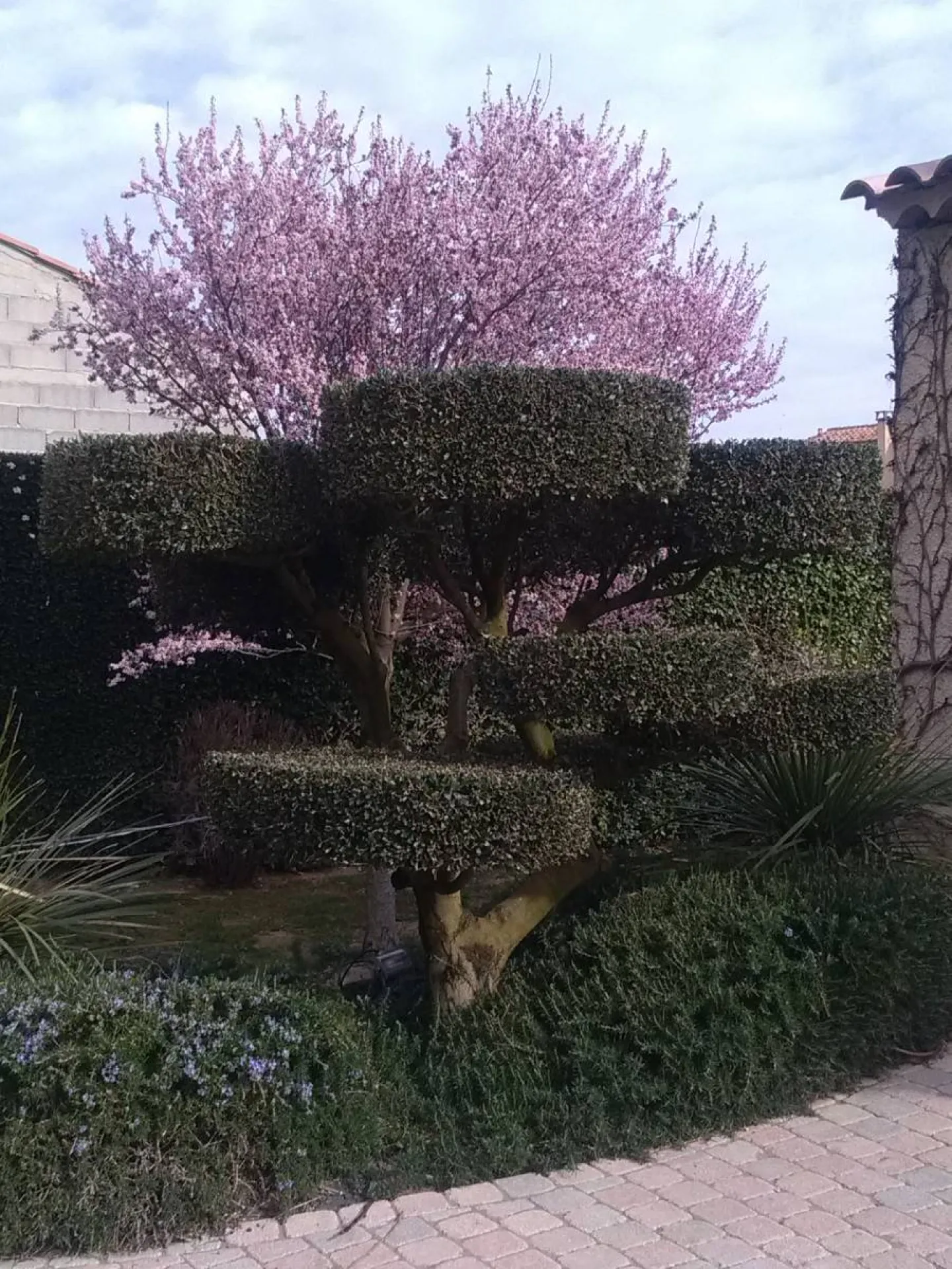 Travaux d entretien de jardin entretien d'un olivier en nuage