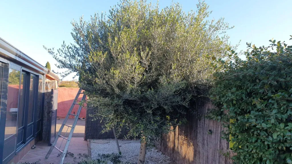 Olivier avant la taille par un jardinier de l'entreprise Bo Gardens dans le Vaucluse