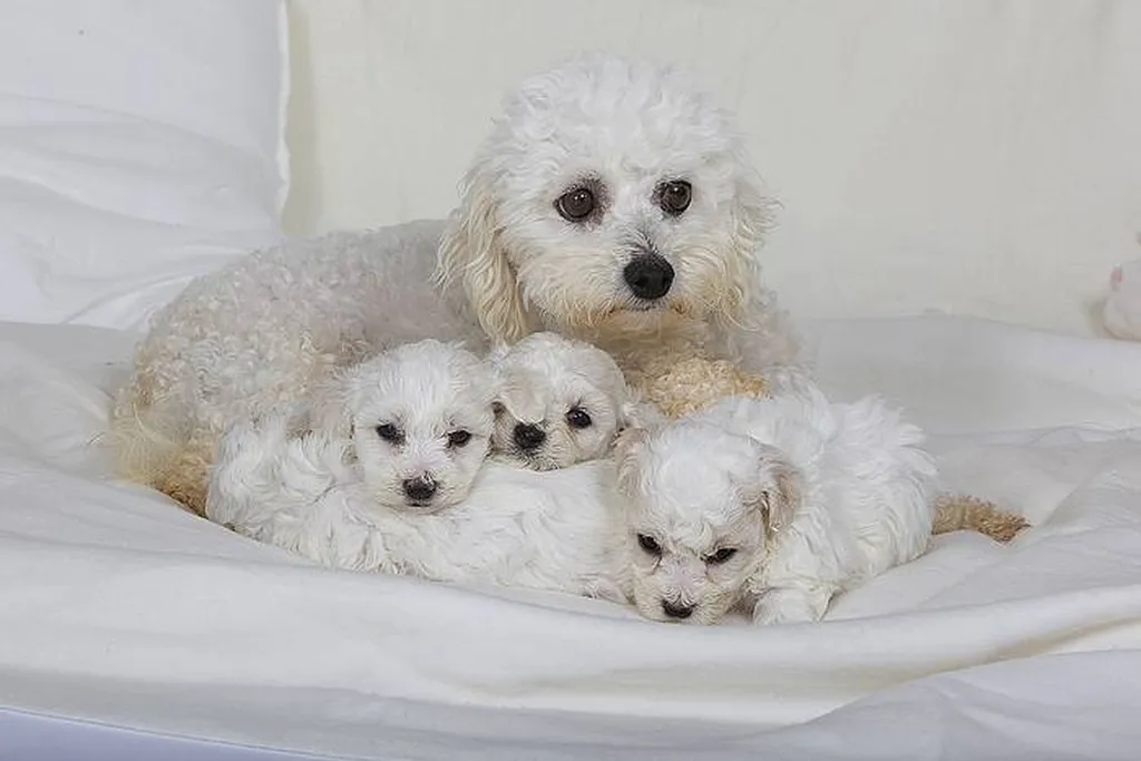BICHON FRISE DU PALAIS DES PAPES