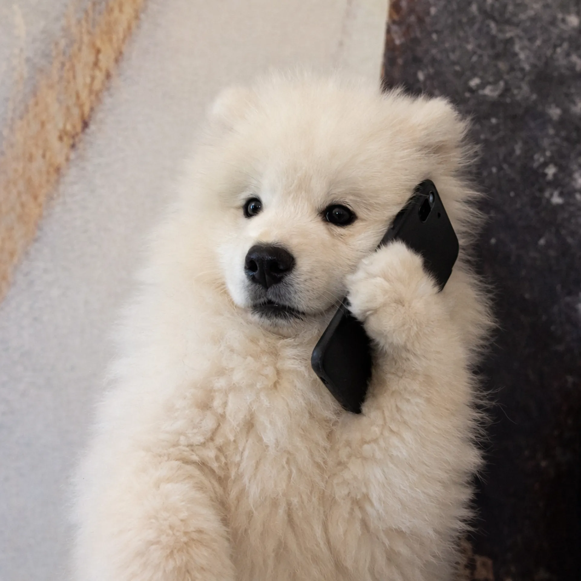 Echange, rendez-vous, Home Steiner, réactivité