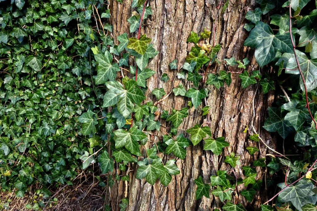 Broyage d’un tilleul fragilisé à Mérignac