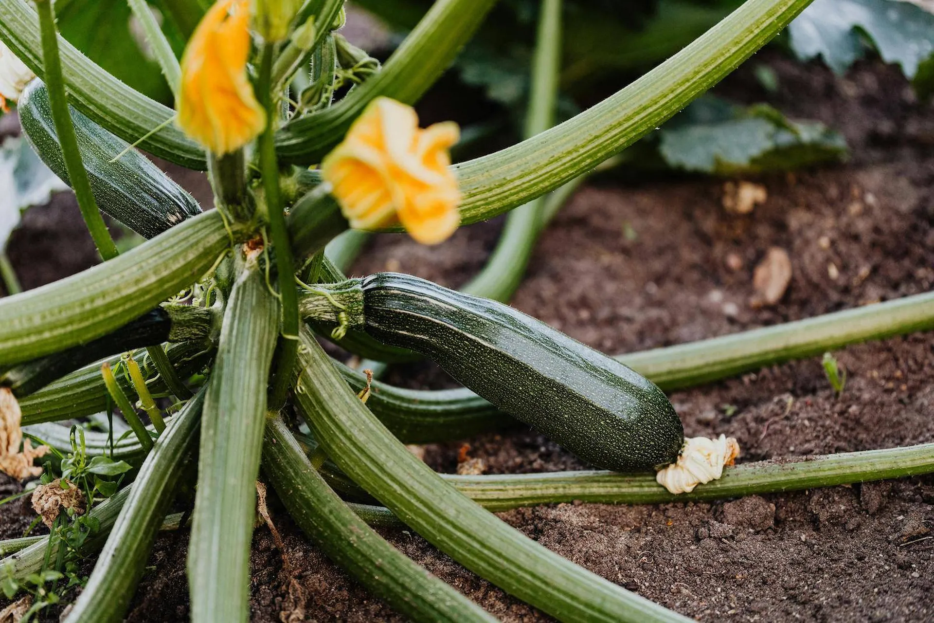 Jeune courgette et sa fleur
