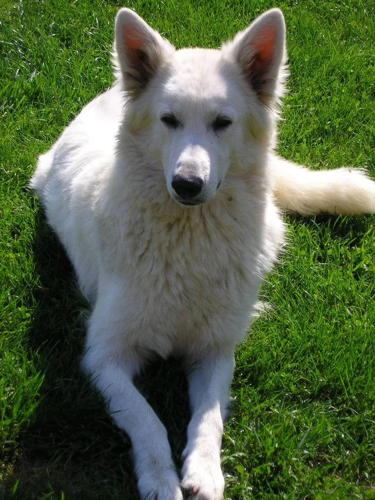 Achat de chien et Chiot Berger blanc suisse male ou femelle Avignon 84 Paca