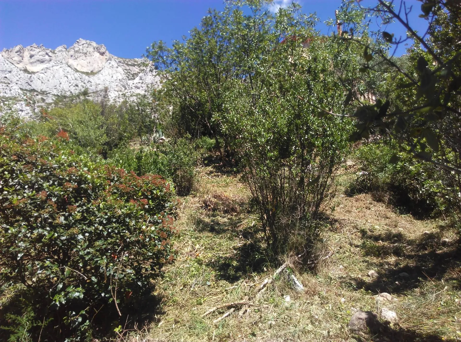 Débroussaillement paysager dans les Parcs des Calanques à Marseille
