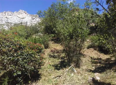Débroussaillement paysager dans les Parcs des Calanques à Marseille