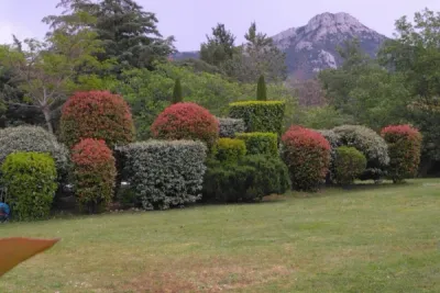 Taille des massifs et des haies