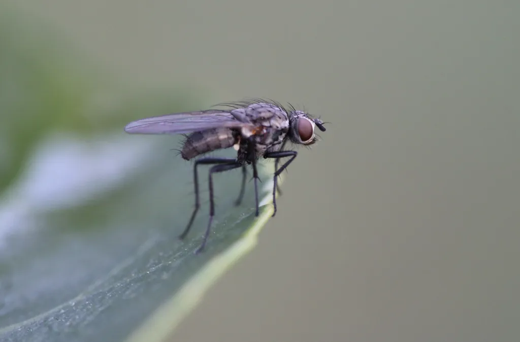 Traitement professionnel contre les mouches pour les commerces et les habitations à Toulouse