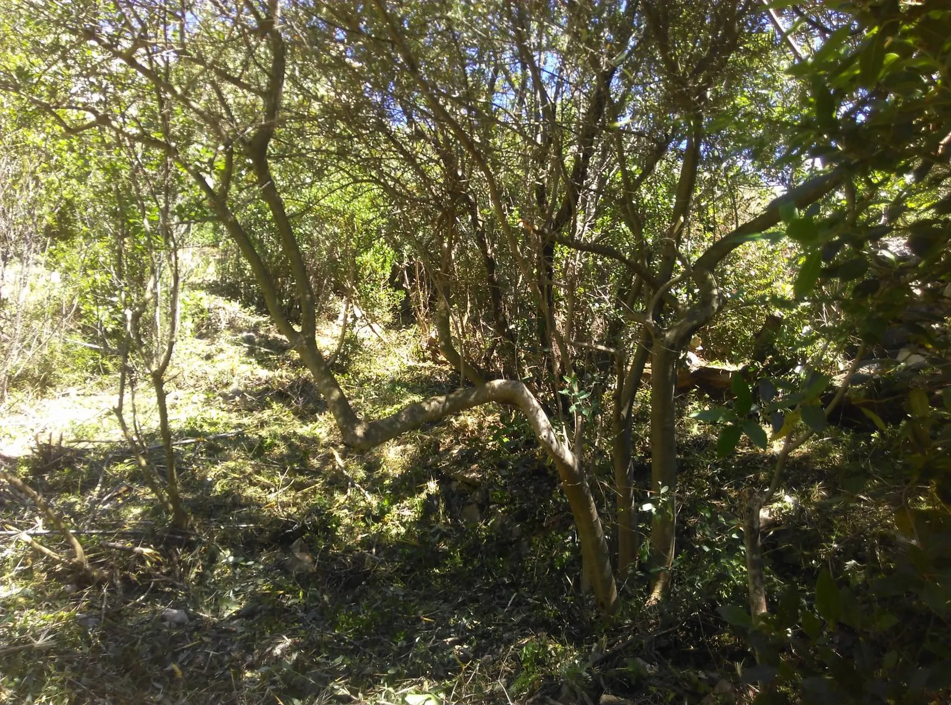 entreprise paysage calanques