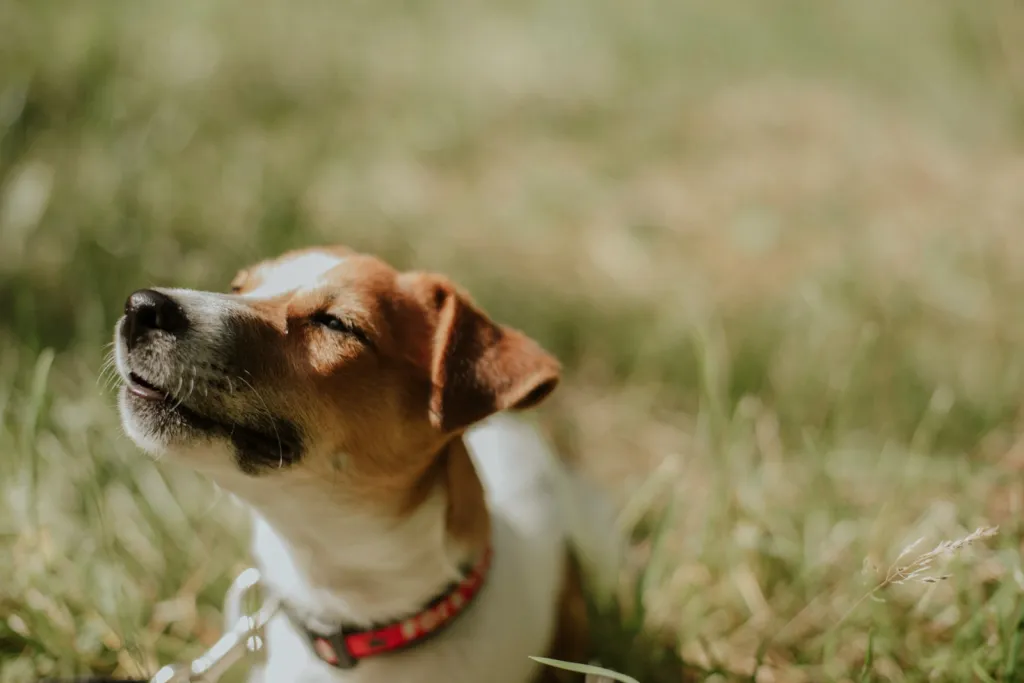 Jack Russell agité ? Valérie Guillet vous aide à apaiser son comportement à Rouen, grâce à la constellation animale intuitive.