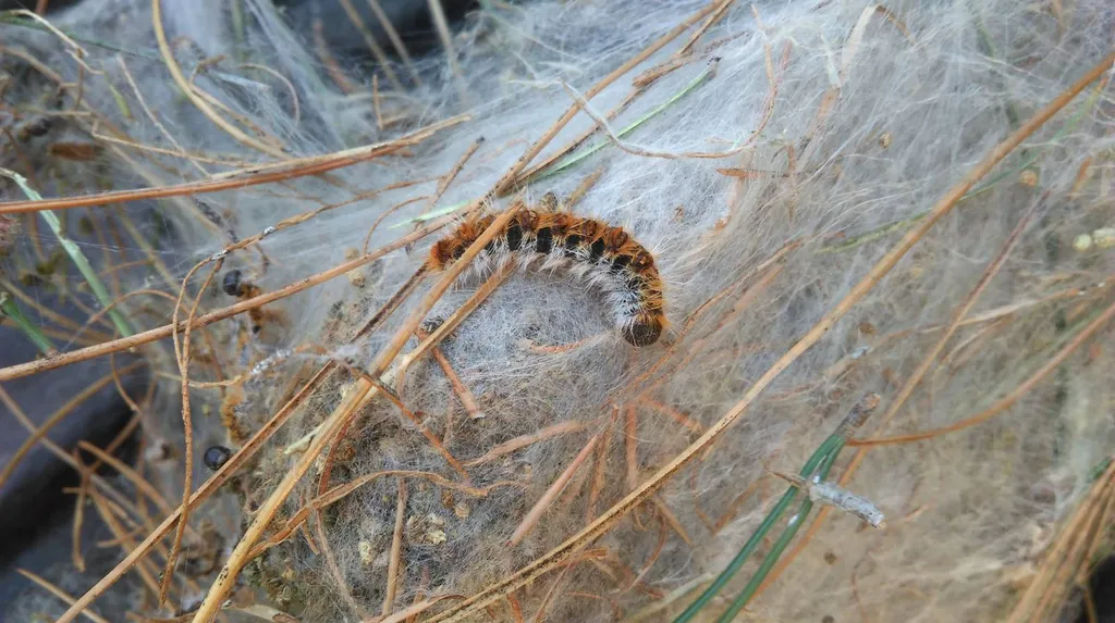 chenilles processionnaires marseille