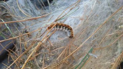 chenilles processionnaires marseille