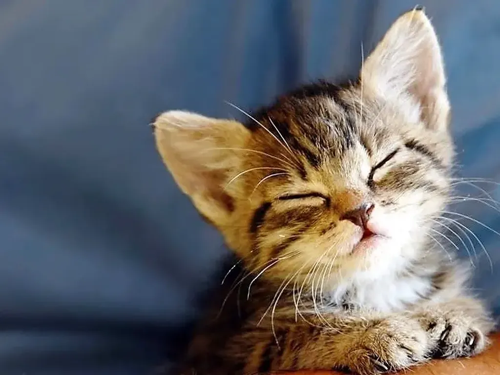 chaton à la clinique vétérinaire d'Endoume