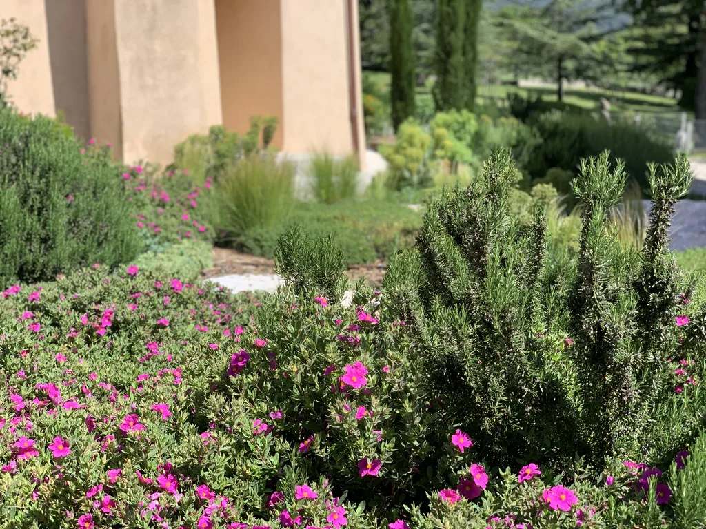 Plantation d’un olivier multicentenaire à la grue — Expertise et précision