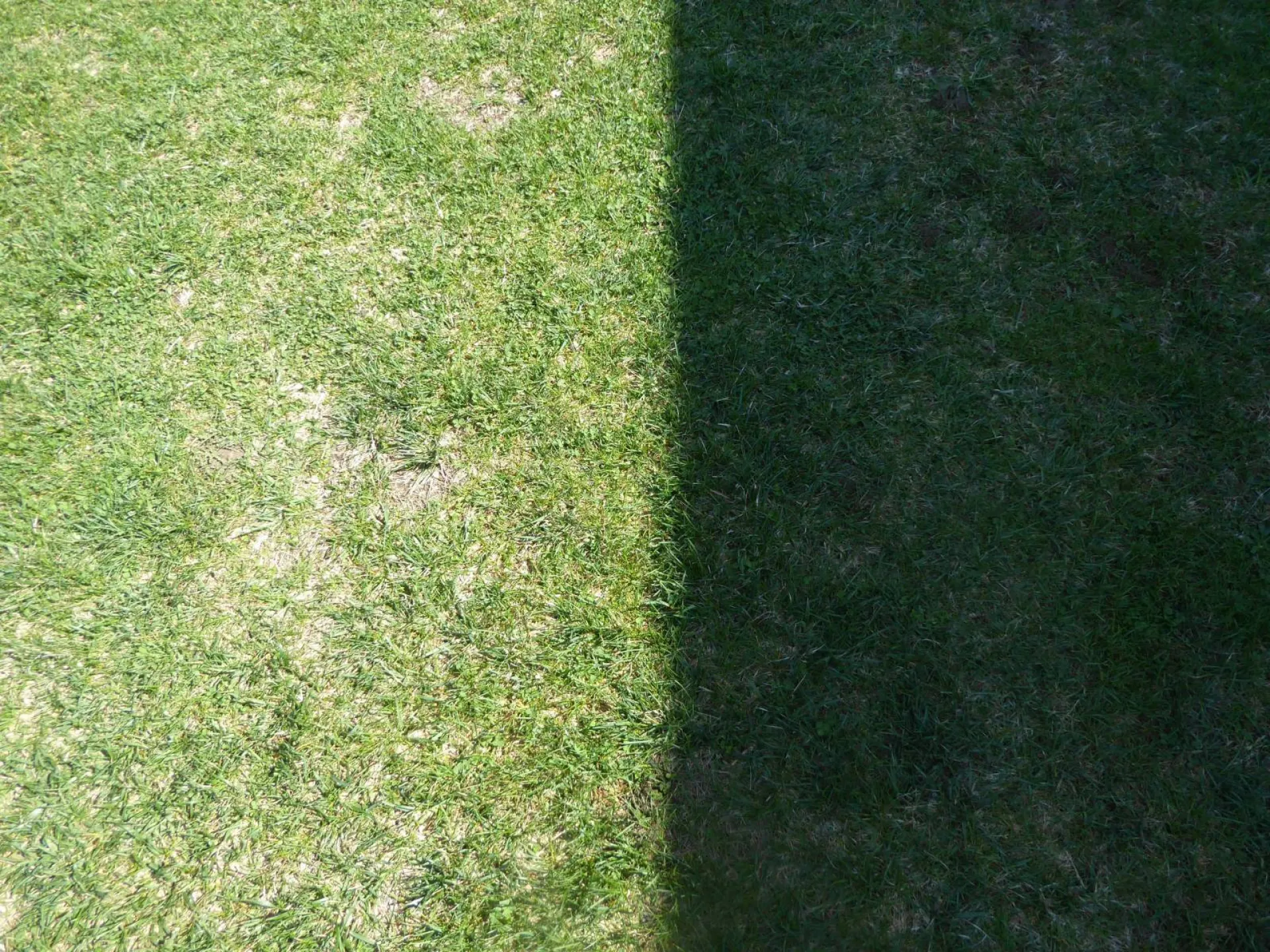Jardinier pour refaire une pelouse pleine de mauvaises herbes à Villeneuve lès Avignon et dans le Gard