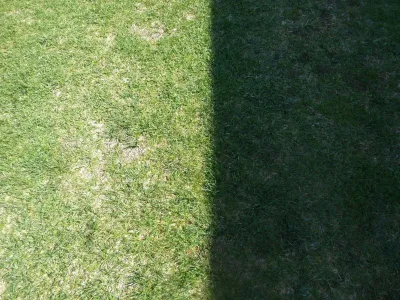 Jardinier pour refaire une pelouse pleine de mauvaises herbes à Villeneuve lès Avignon et dans le Gard