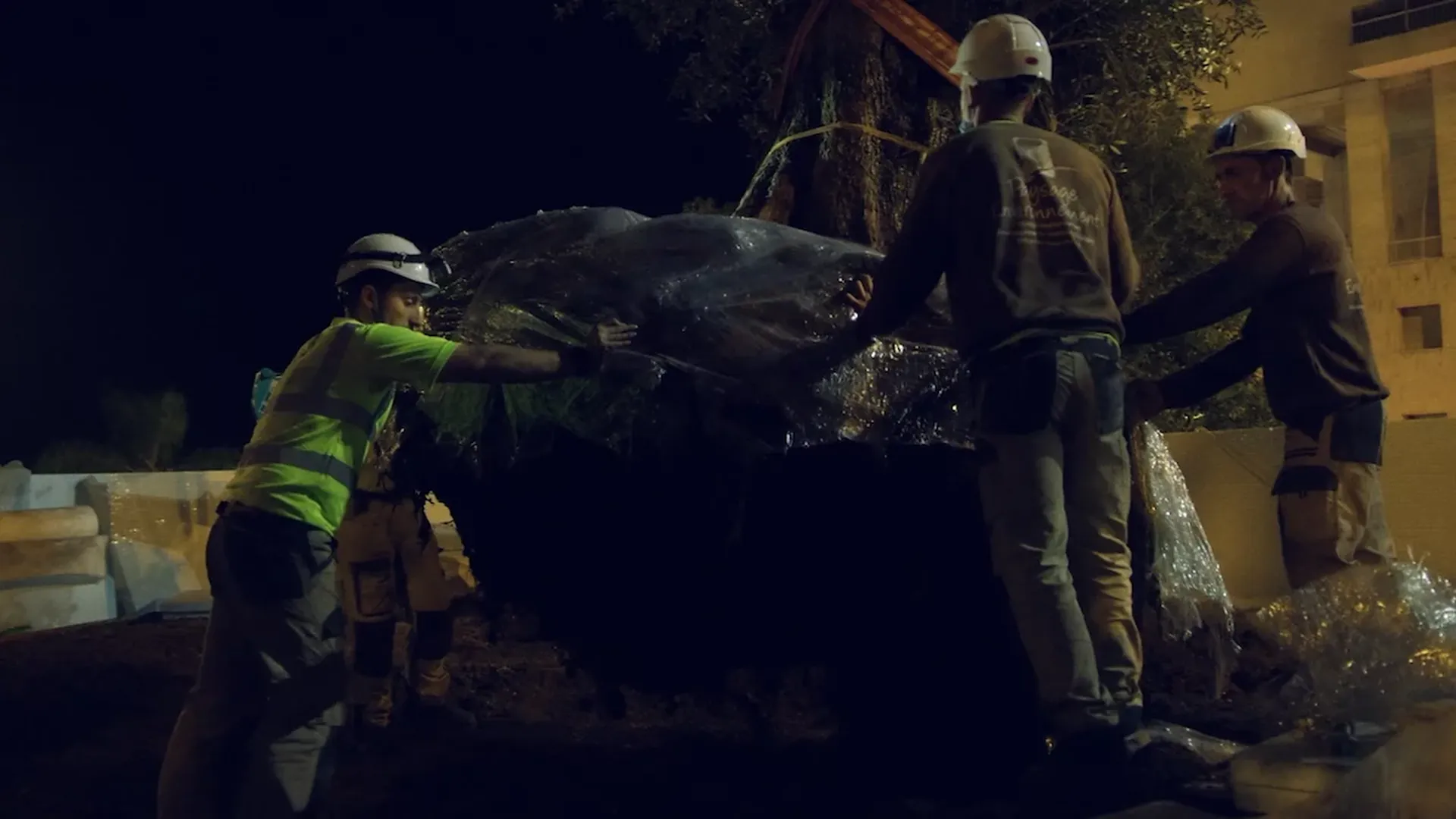 Plantation d'olivier multi centenaire à Monaco